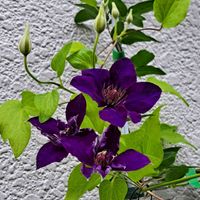 鉄線,デュランタ 宝塚,デュランタ宝塚,フロックス（花魁草）,プレクトランサスモナラベンダーの画像