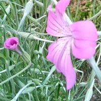 アグロステンマ,花のある暮らし♡,おうち園芸,庭の画像