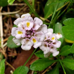 グランドカバー,山野草,ピンクの花,花のある暮らし,山暮らしの画像