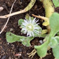 アイスプラント,アイスプラントの花,夏のお庭,目指せ！ローメンテナンスの庭,家庭菜園の画像