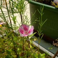 イロマツヨイグサ,ゴデチア,種から,季節の花,バルコニー/ベランダの画像