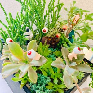 火祭り,若緑,多肉植物 寄せ植え,多肉植物いろいろ,箱庭の画像