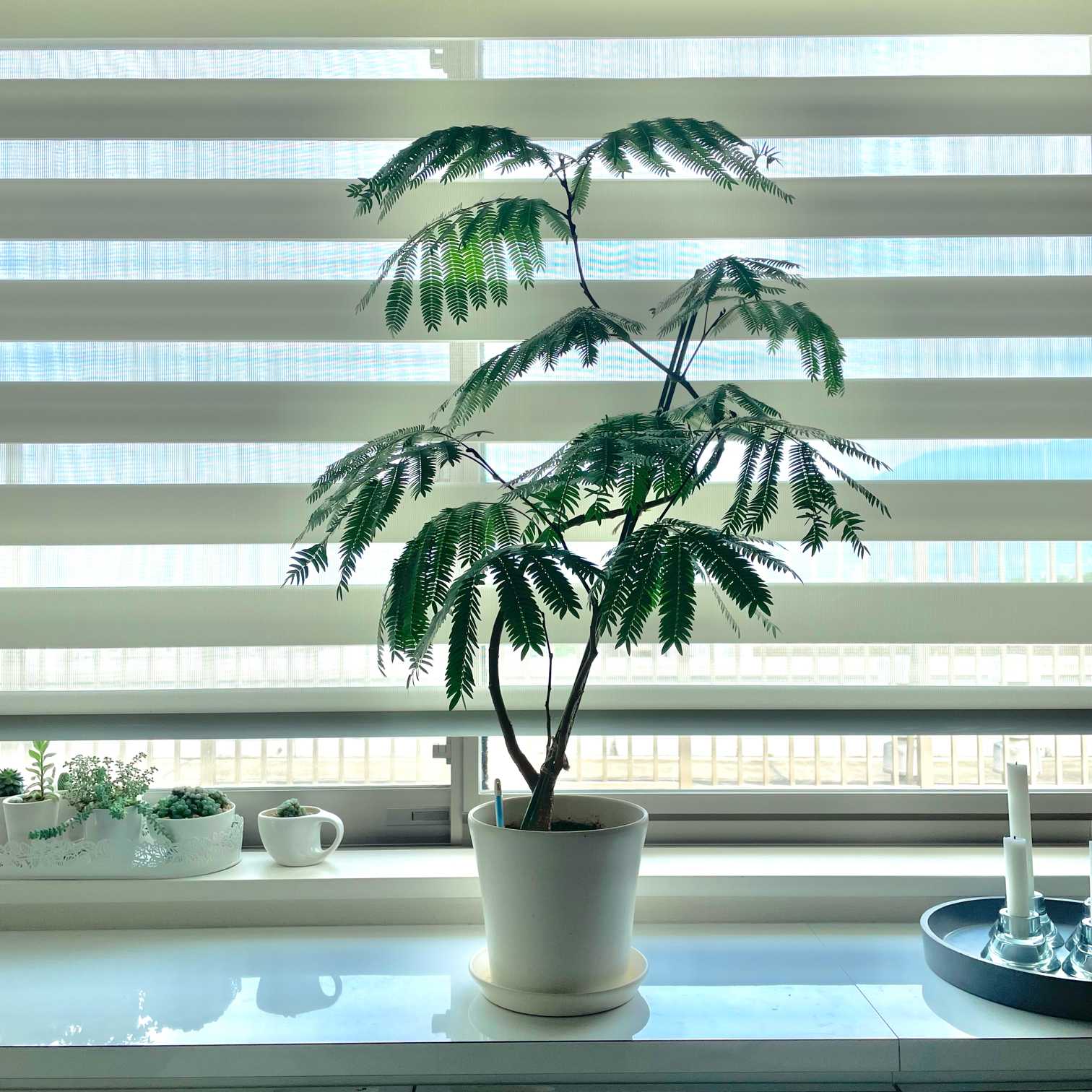 曲げ仕立て】エバーフレッシュ プランターセット