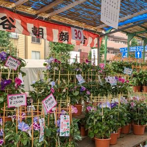 サルスベリ,スカビオサ,ヒャクニチソウ,鉢植え,東京都の画像