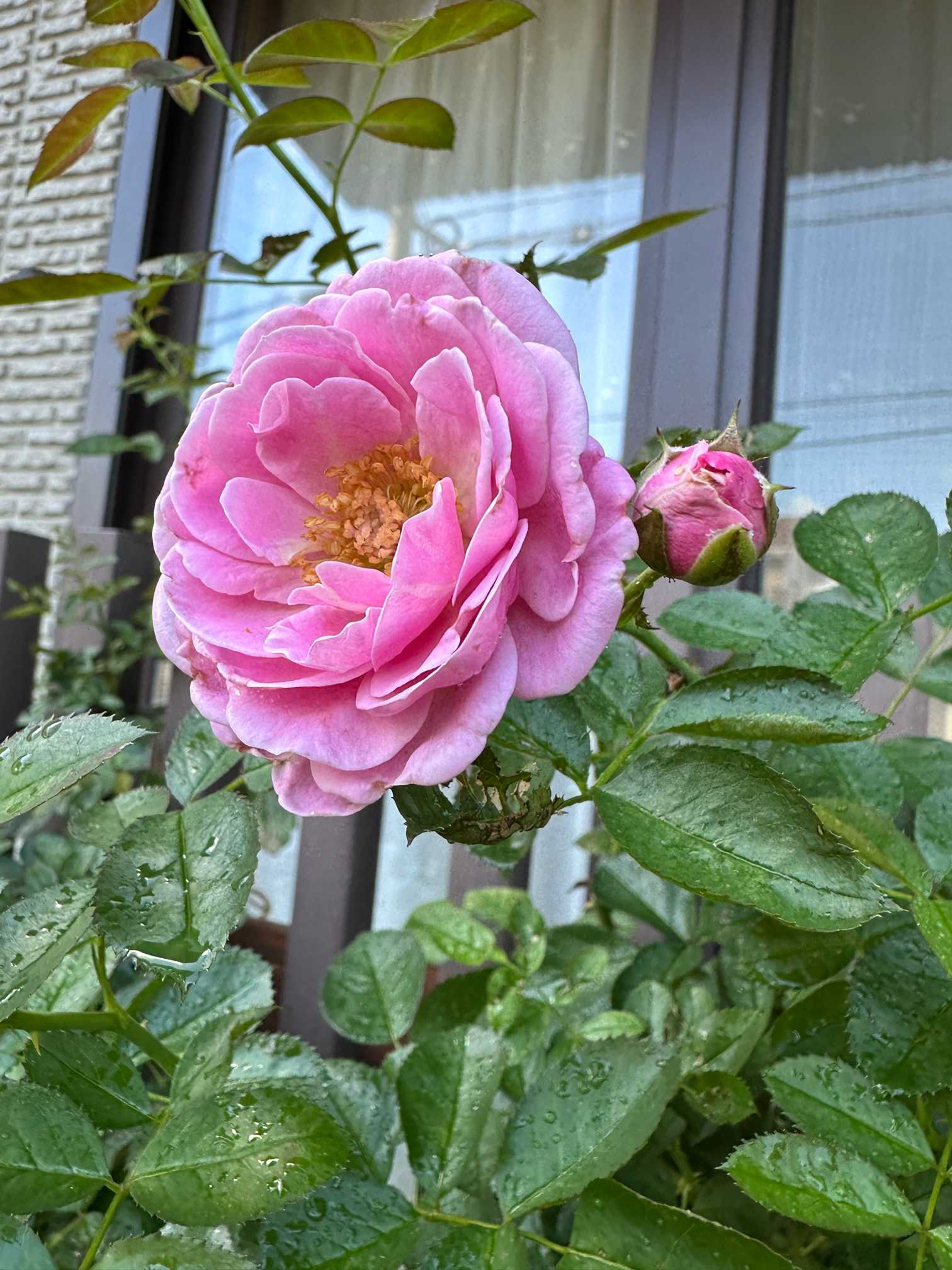 スリット鉢 プラ鉢 挿し木苗 バラ苗 クレマチス苗 アジサイ苗