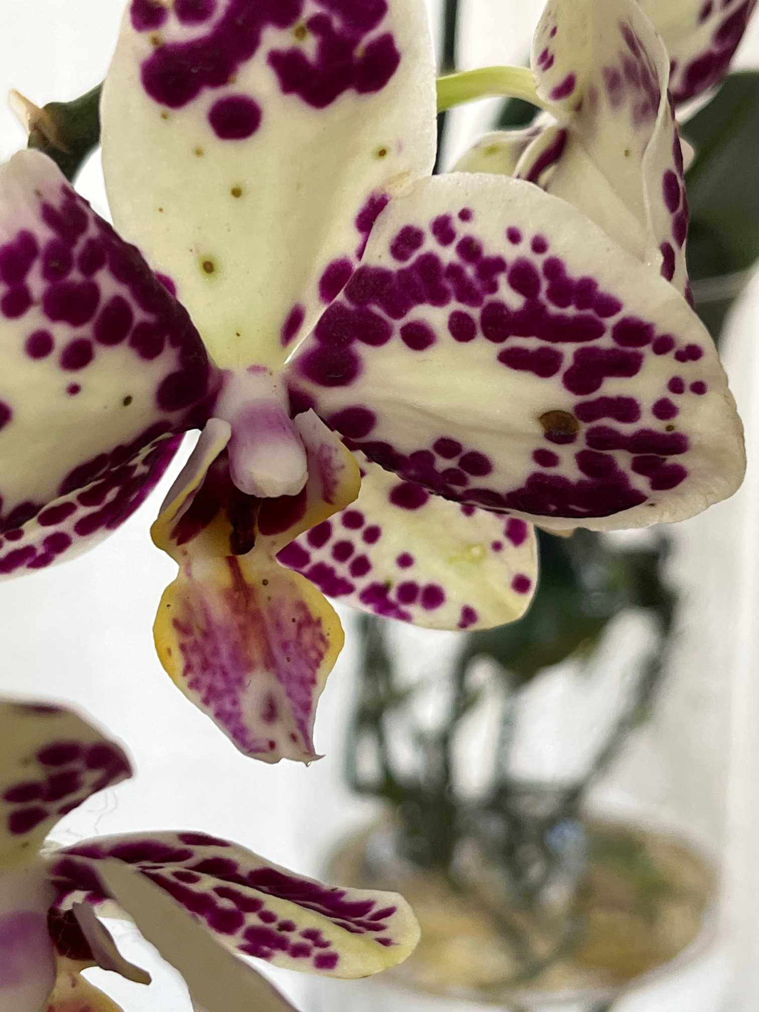 胡蝶蘭 Phal. OX Sponge Bobの日記｜🍀GreenSnap（グリーン