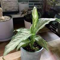 ディフェンバキア,ディフェンバキア ティキ,観葉植物,ハイドロカルチャー,植え替えの画像