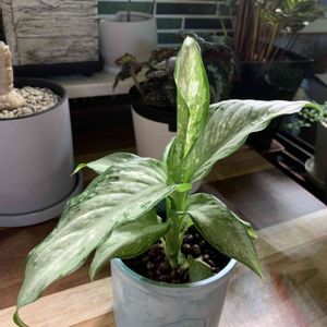 ディフェンバキア,ディフェンバキア ティキ,観葉植物,ハイドロカルチャー,植え替えの画像
