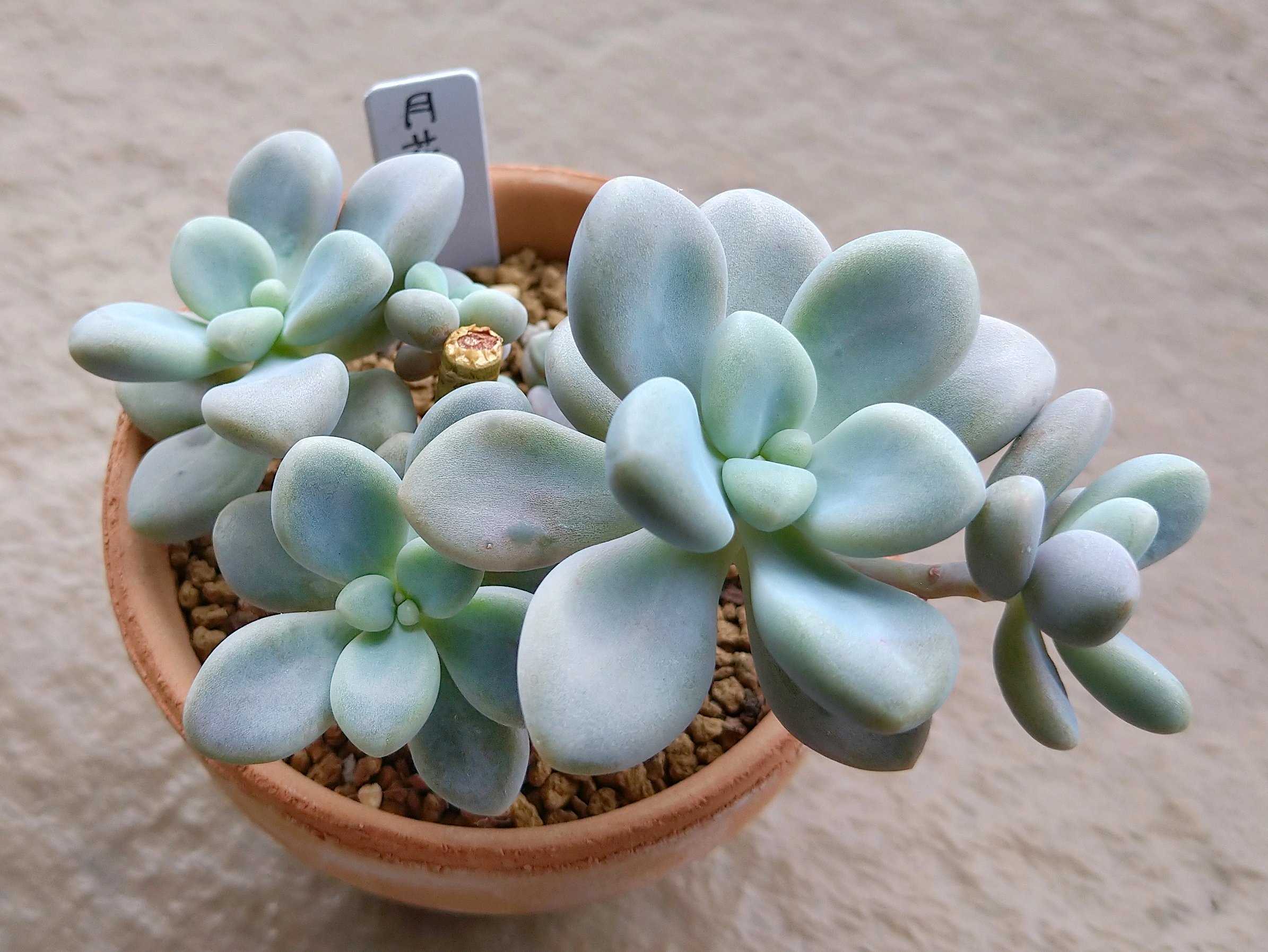 おまとめ中！39SALE！多肉植物^o^   月美人 おまとめ中！39SALE！多肉植物^o^ 月美人 おまとめ中！39SALE！多肉