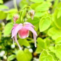 イカリソウ,ガーデニング,山野草,我が家の花壇,我が家の庭の画像