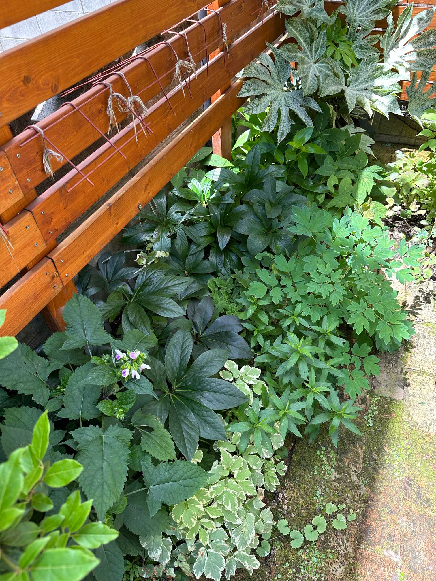 夏のお手入れはじめました（2024年7月の作業）🌿｜🍀GreenSnap