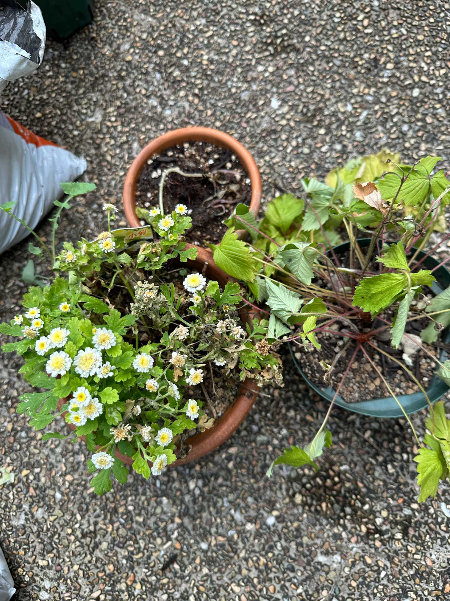 夏のお手入れはじめました（2024年7月の作業）🌿｜🍀GreenSnap