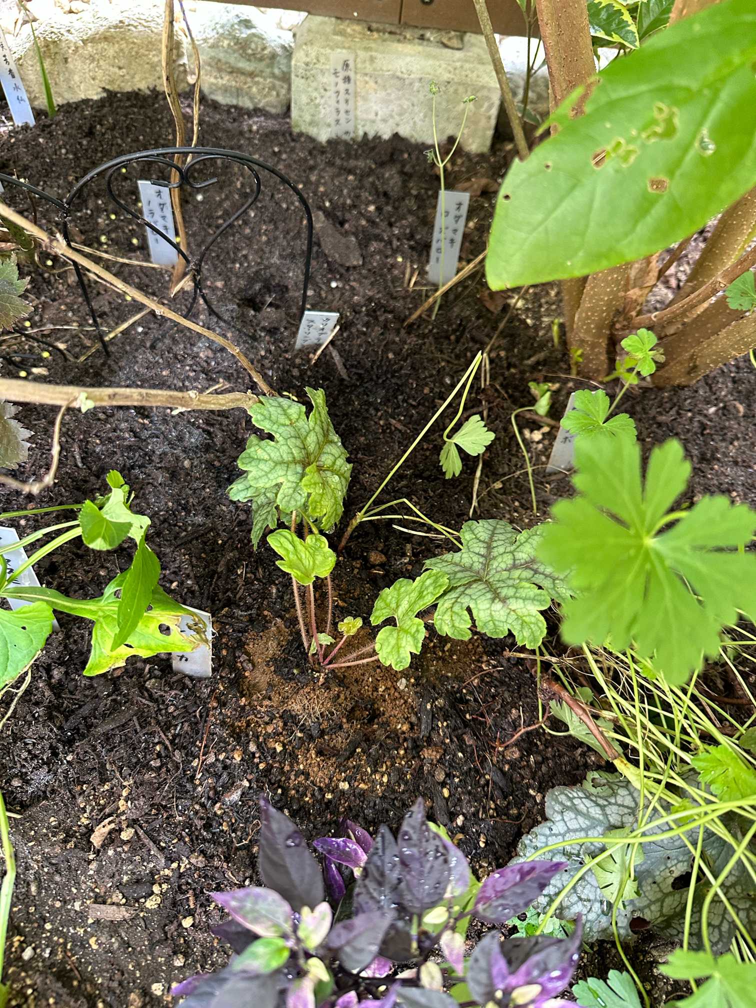 葉水 さま 野菜工場に適用(2ヘッド式) 水草栽培 室内園芸 家庭菜園 多肉