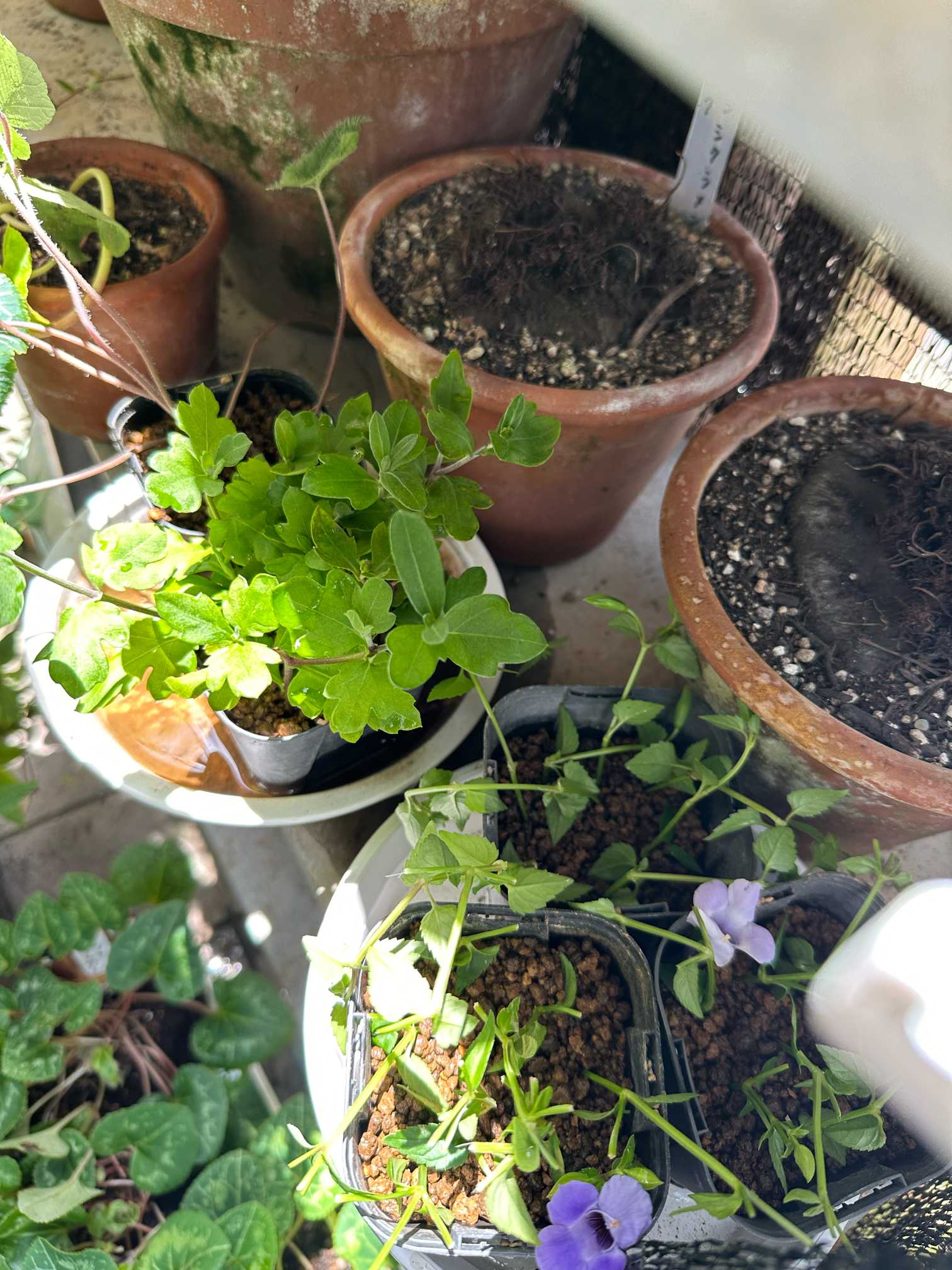 夏のお手入れはじめました（2024年7月の作業）🌿｜🍀GreenSnap