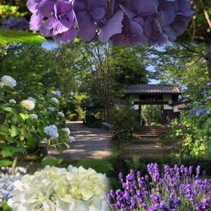 ミニトマト,ラベンダー,ラベンダー,ルッコラ,紫陽花の画像