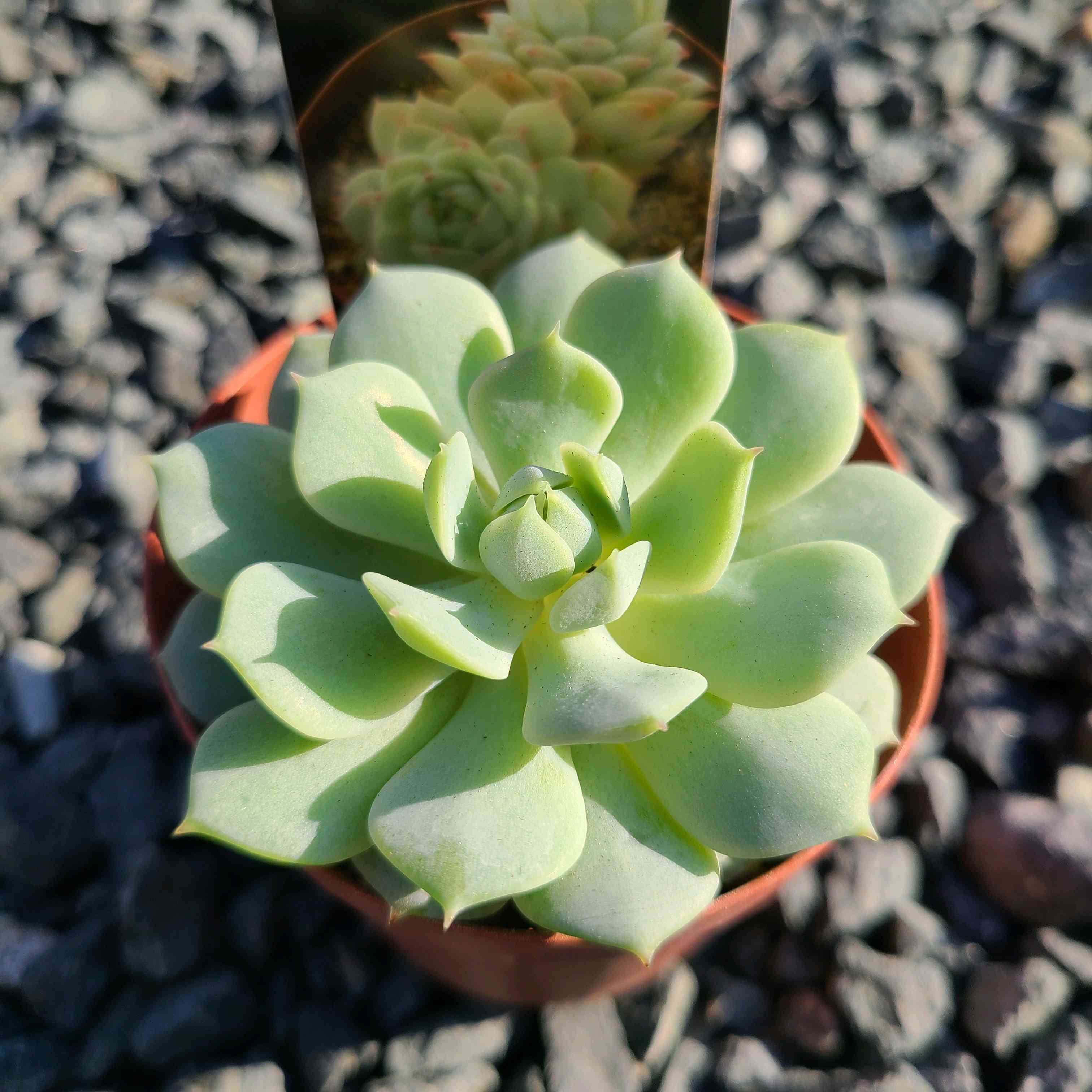 多肉植物 聖夜の薔薇 花芽つき 抜き苗 エケベリア