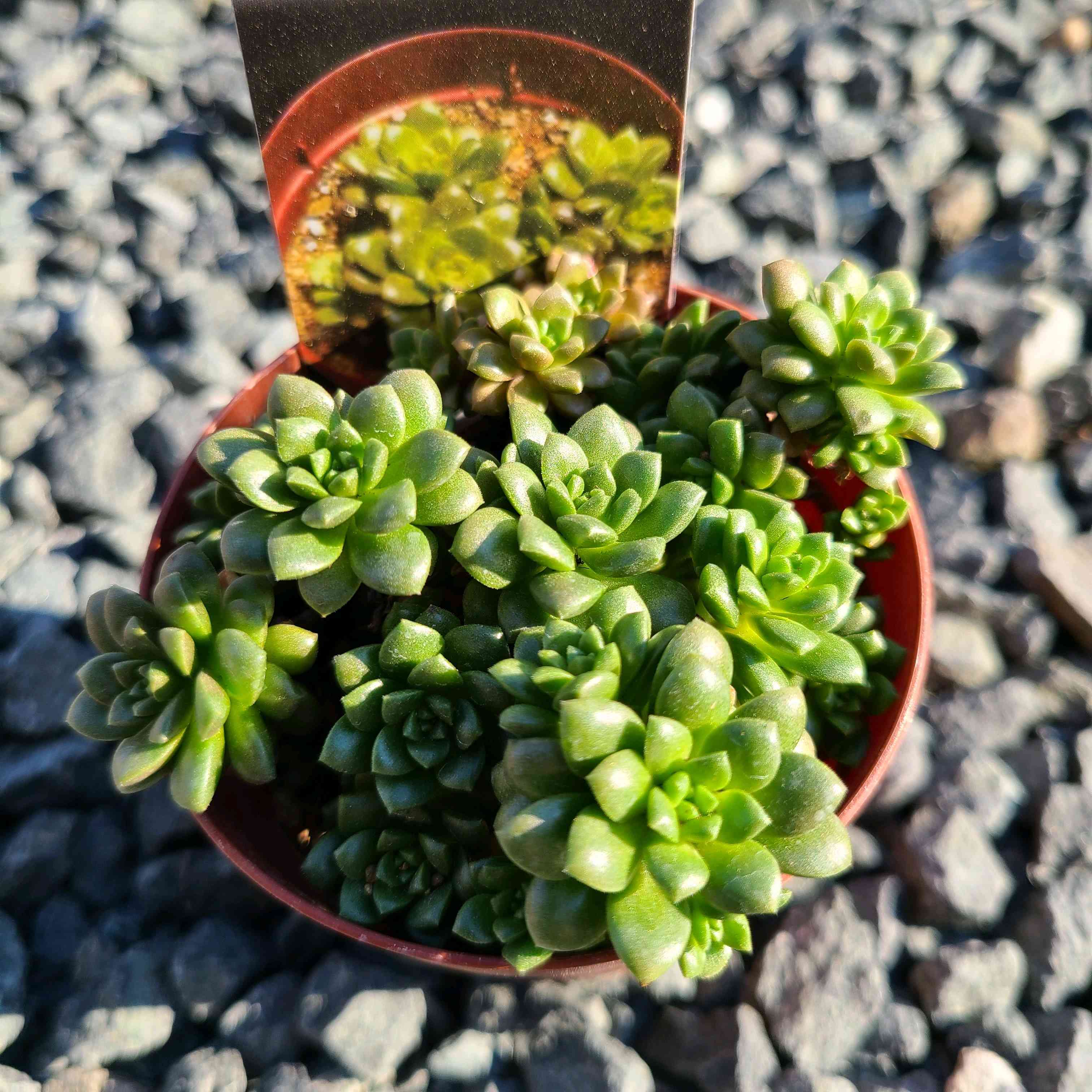 リトルジェム/ 畑 692 リトルジェム/ 畑 692 リトルジェム【1.8〜2.0m】 | 庭木のある暮らし