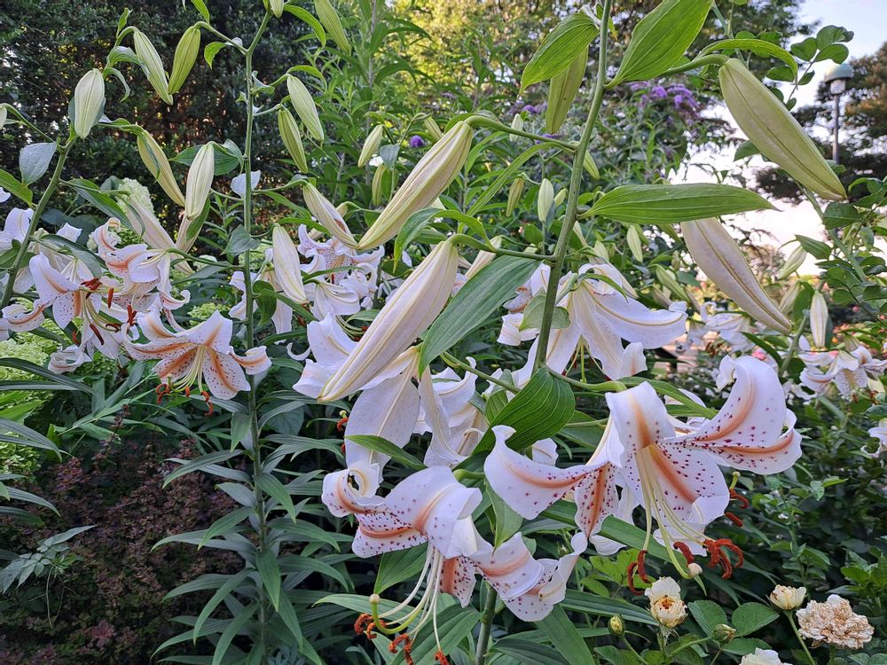 エリィさんの港の見える丘公園への投稿