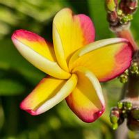 プルメリア,プルメリア,フランジパニ,Plumeria,Plumeriaの画像
