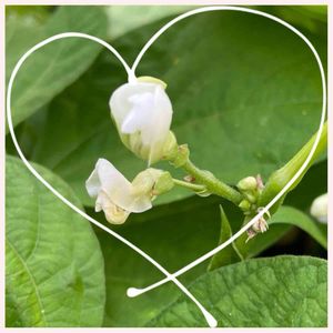 オクラの花,プランター野菜,プランター栽培,お花大好き♡,復興祈願の画像