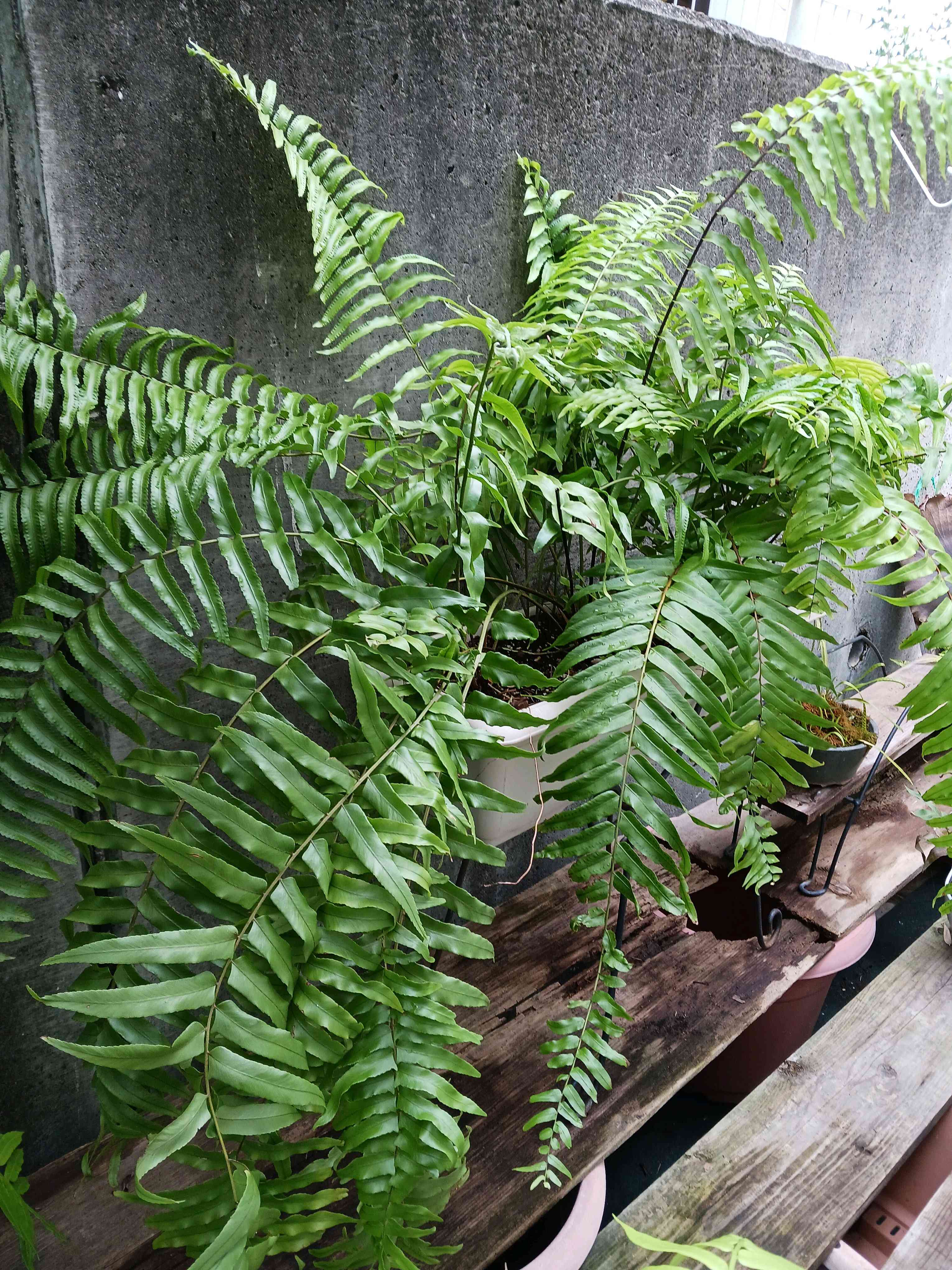 特大　鳳尾貫衆　ホウビカンジュ ホウビカンジュ（鳳尾貫衆）の判定方法 (Nephrolepis biserrata)
