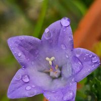 ベルフラワー,オトメギキョウ,雨粒,青い花マニア,チーム・ブルーの画像