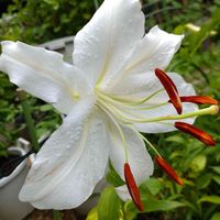 カサブランカ,アデニウム アラビカム,バタフライピー,グラジオラス黄色,チーム愛知の画像