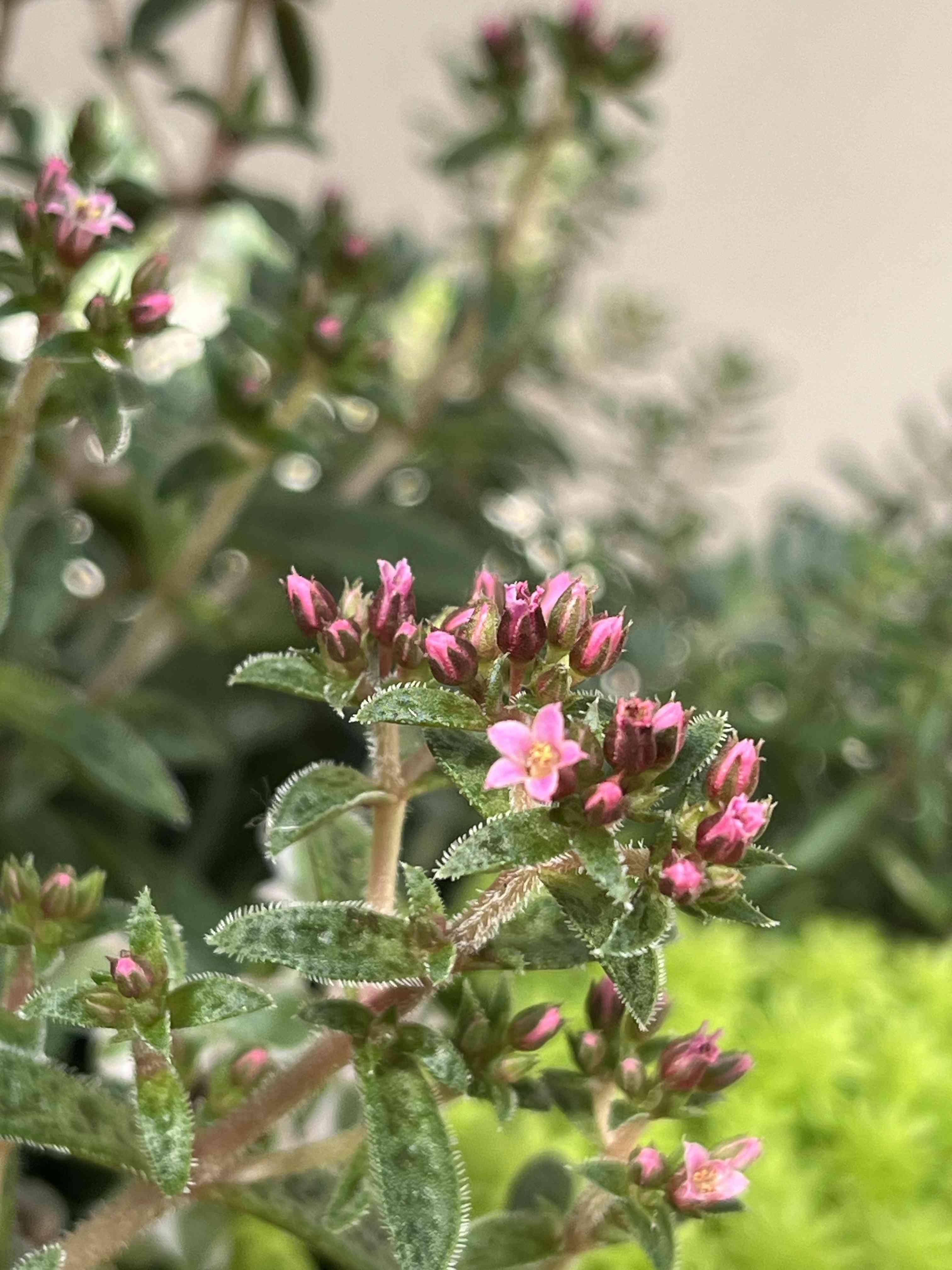セダムの花の一覧|🍀GreenSnap(グリーンスナップ) セダムの花の一覧|🍀GreenSnap(グリーンスナップ)