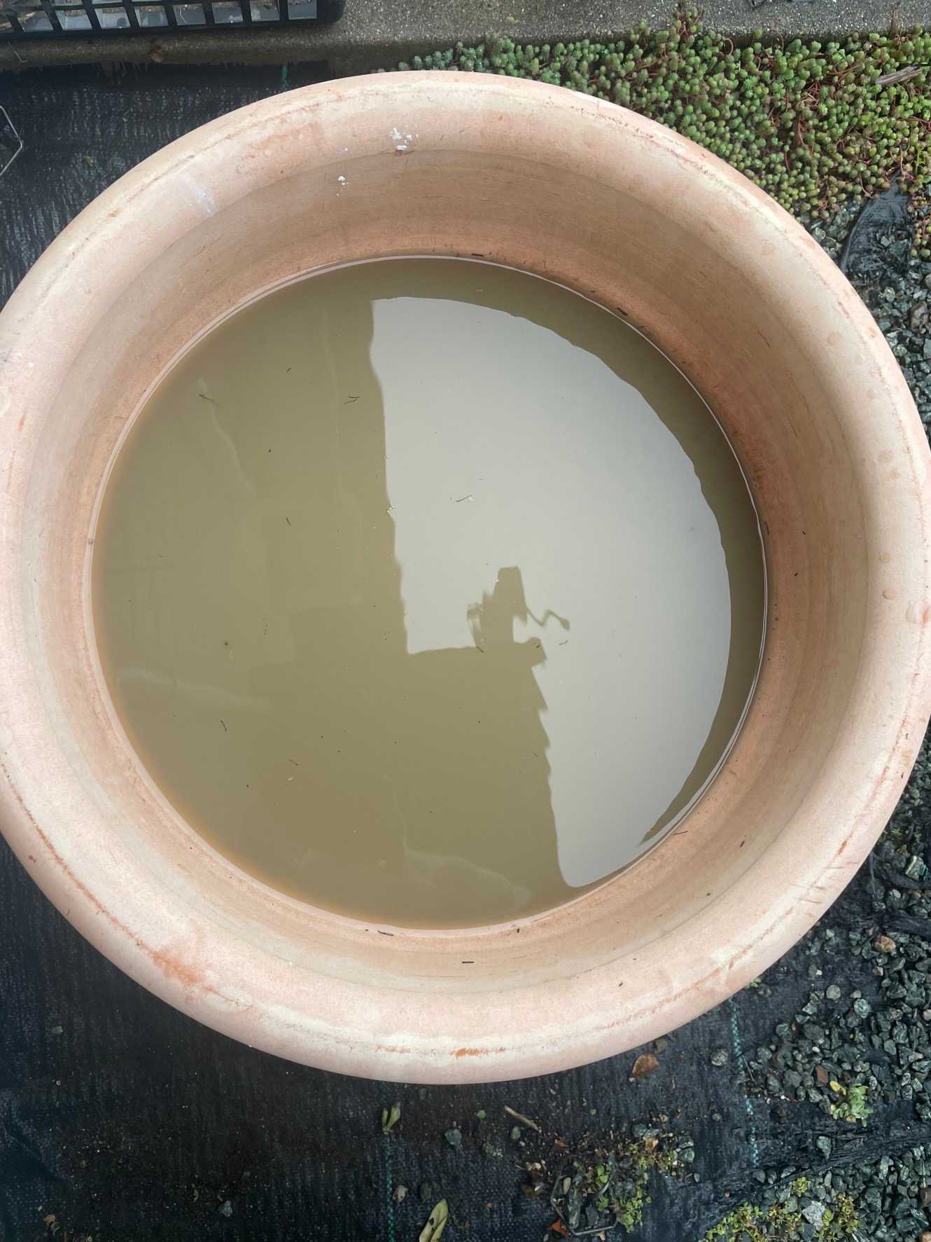 🪷茶碗蓮🪷｜🍀GreenSnap（グリーンスナップ）