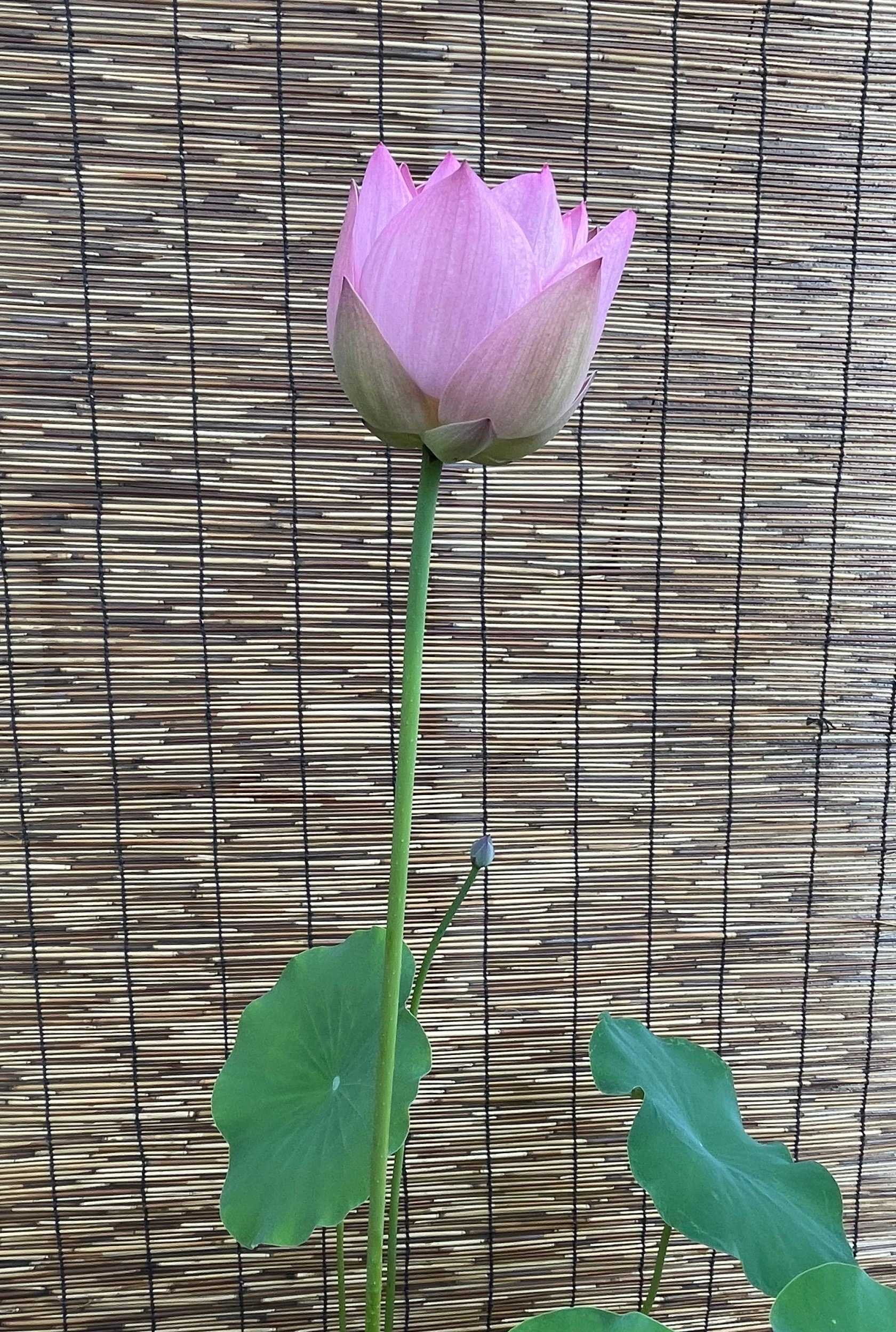 🪷茶碗蓮🪷｜🍀GreenSnap（グリーンスナップ）