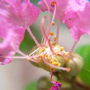 サルスベリ,小品盆栽,ピンクのお花,おうち園芸,ナンチャッテマクロレンズの画像