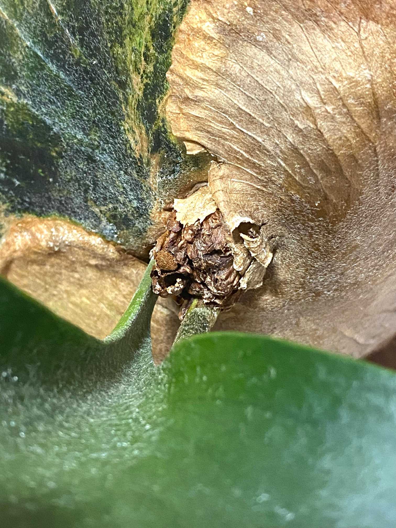P. coronarium 'Thailand Dwarf' 成長記録 2024.7.9 🔚🔚｜🍀GreenSnap