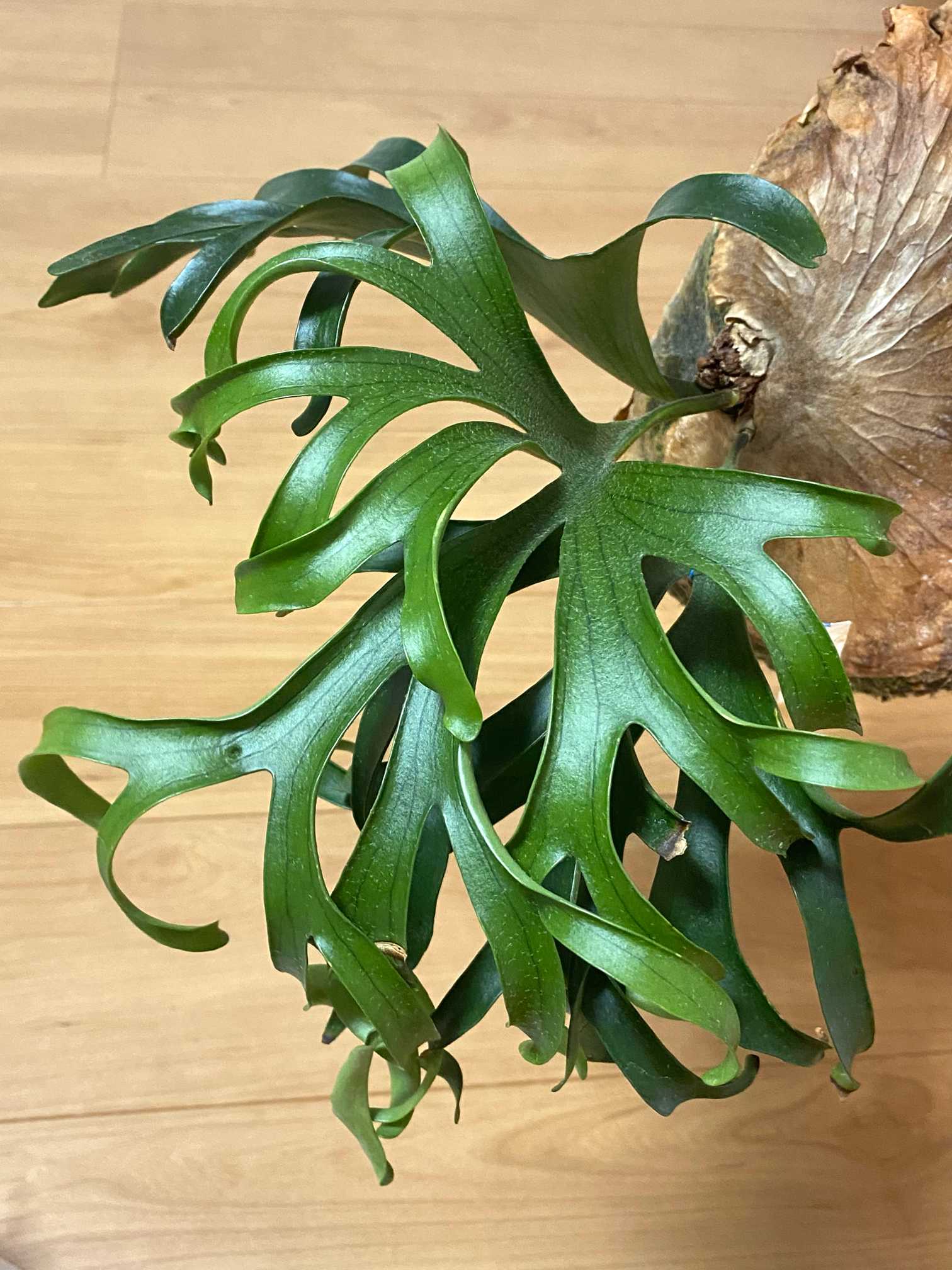 P. coronarium 'Thailand Dwarf' 成長記録 2024.7.9 🔚🔚｜🍀GreenSnap