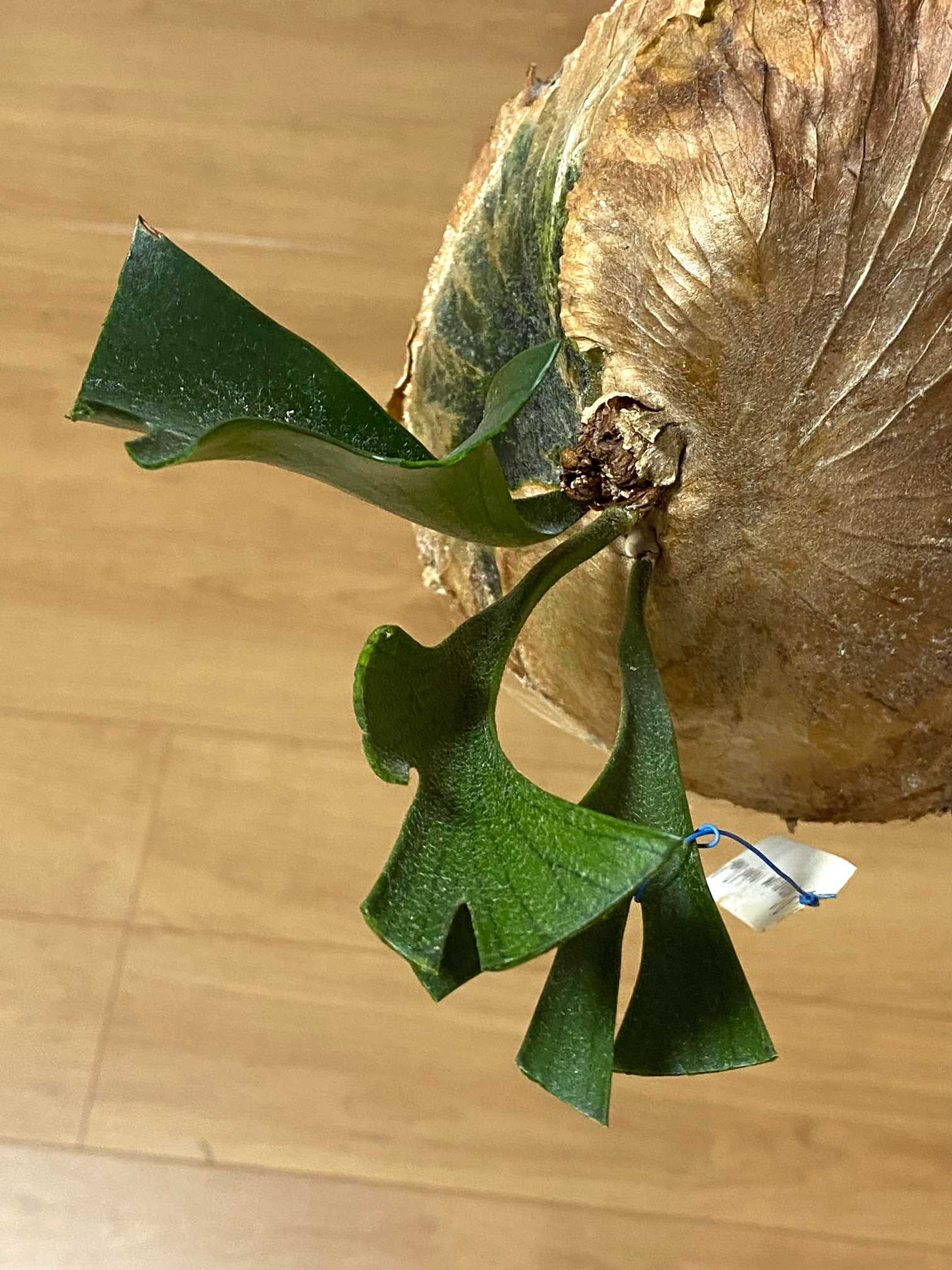 P. coronarium 'Thailand Dwarf' 成長記録 2024.7.9 🔚🔚｜🍀GreenSnap
