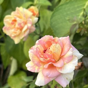 バラ,バラ,ミニバラ,ミニバラ,薔薇の画像