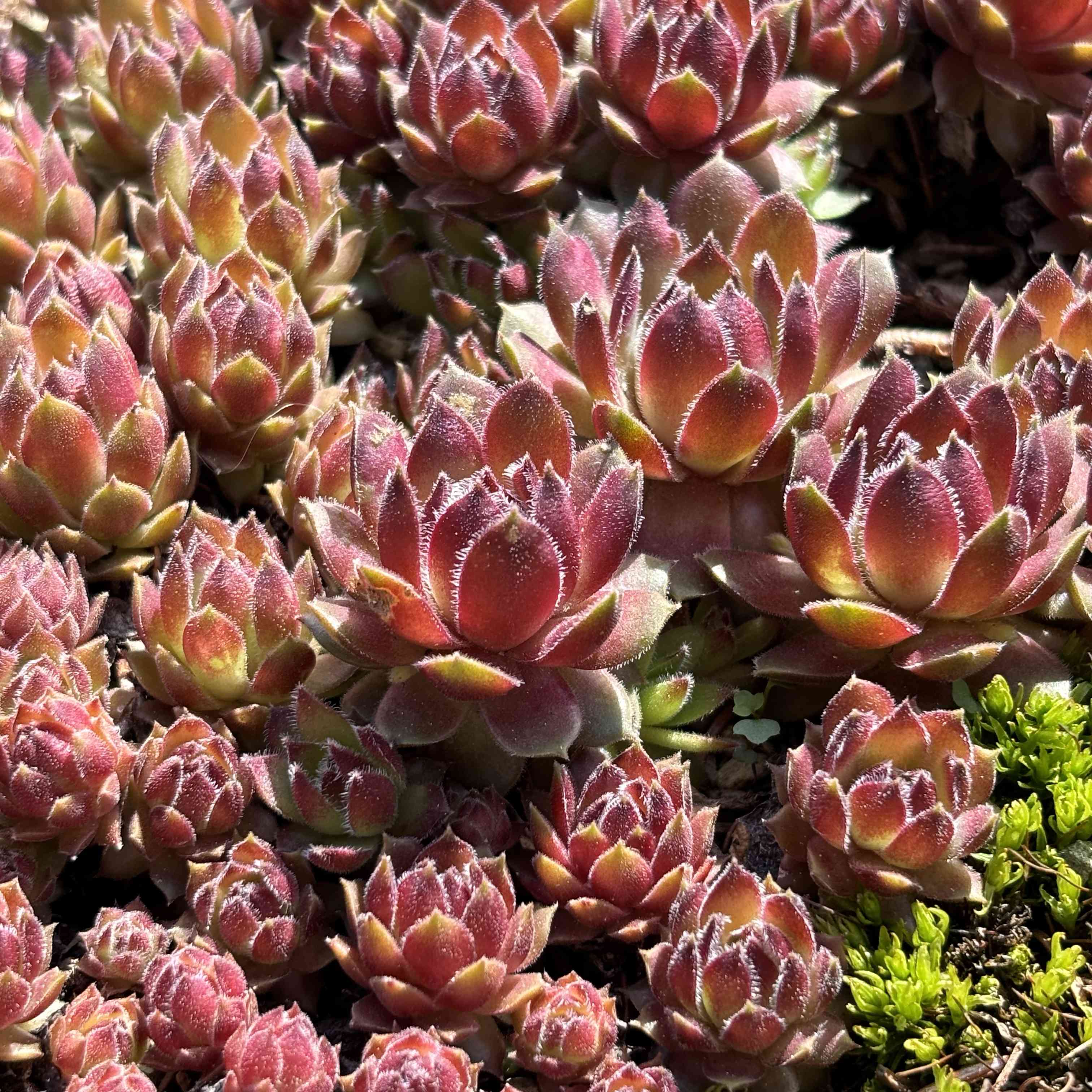 センペルビウム アラクノイデウムの一覧｜🍀GreenSnap（グリーンスナップ）