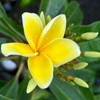 プルメリア,プルメリア,フランジパニ,Plumeria,Plumeriaの画像