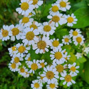 マトリカリア,白夏藤,ハーブティー,白い花♡,白い水曜日♡の画像