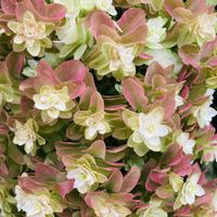 紫陽花,マイクロトマト,柏葉アジサイ,イワダレソウ,かわいいの画像