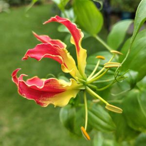 グロリオサ,芝生,おうち園芸,ウクライナに平和をの画像