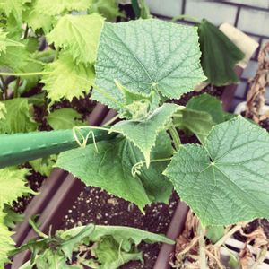 キュウリ,野菜,開花,プランター野菜,種からの画像