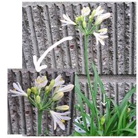 アサリナ,アサリナ,ゼラニウム,数珠珊瑚(ジュズサンゴ),フロックス（花魁草）の画像