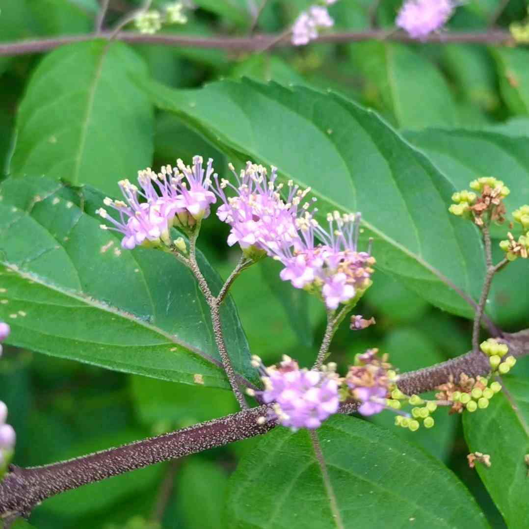 コムラサキ 実生苗 落葉低木 庭木 コムラサキ（小紫）苗木 25〜50cm