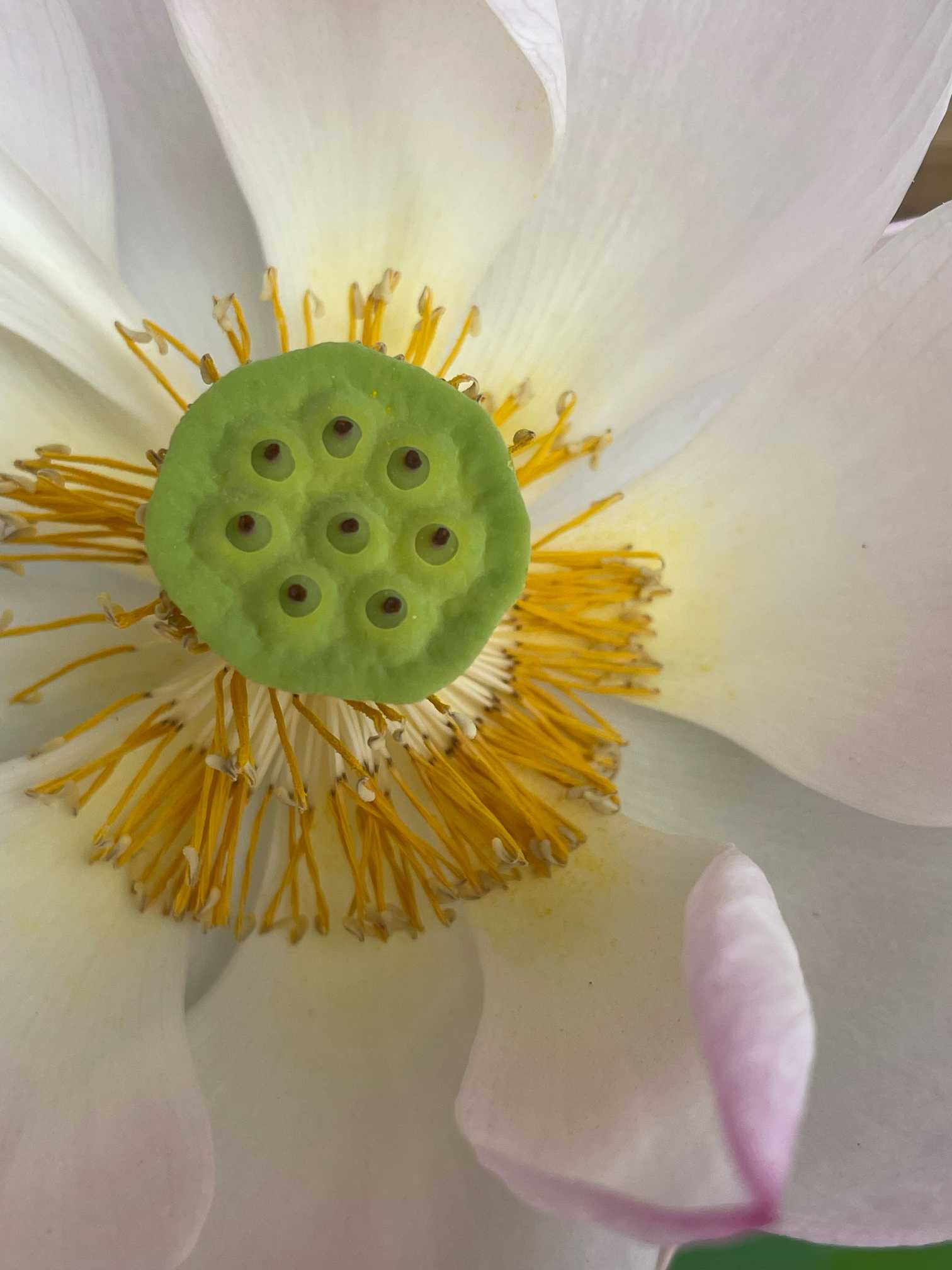 🪷茶碗蓮🪷｜🍀GreenSnap（グリーンスナップ）