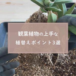 観葉植物,花のある暮らし,緑のある暮らし,植物のある暮らし,肥料の画像