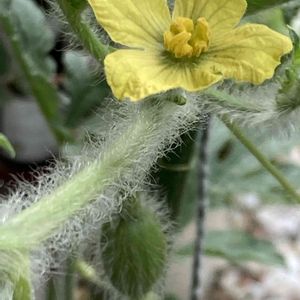 デュランタ,小玉スイカの花,鉢植え,プランター野菜,おうち園芸の画像