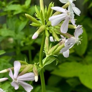 サボンソウ,花壇,挿し木,耐寒性宿根草,花のある暮らしの画像