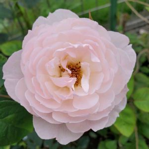 バラ,ジェントル・ハーマイオニー,ナチュラルガーデン,庭の花,薔薇♪の画像