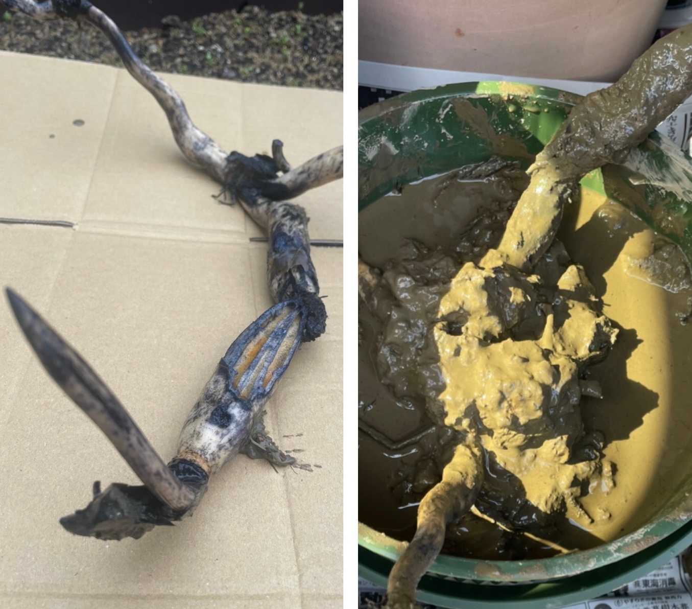 🪷茶碗蓮🪷｜🍀GreenSnap（グリーンスナップ）