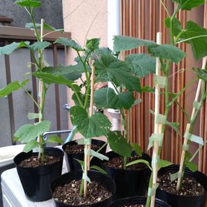 秋採りキュウリ,節成りキュウリ,プランター野菜,家庭菜園,ベランダの画像